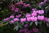 argyrophyllum ssp nankingense 73-8 - plant
